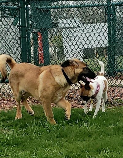 Warren Close Bark Park - Twin Lakes, WI