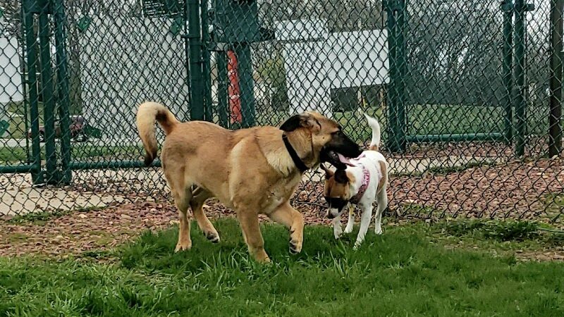 Warren Close Bark Park - Twin Lakes, WI