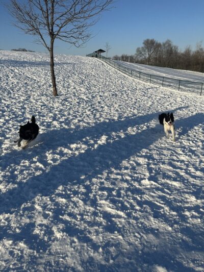 Warren Close Bark Park - Twin Lakes, WI