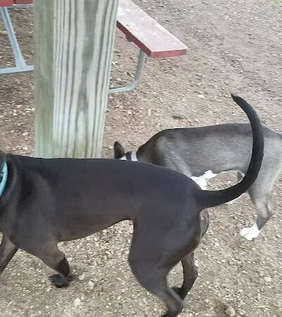Warren Close Bark Park - Twin Lakes, WI