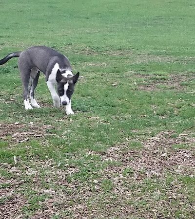 Warren Close Bark Park - Twin Lakes, WI