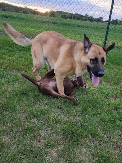 Warren Close Bark Park - Twin Lakes, WI