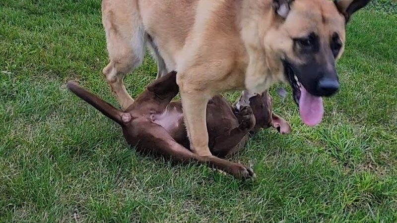 Warren Close Bark Park - Twin Lakes, WI