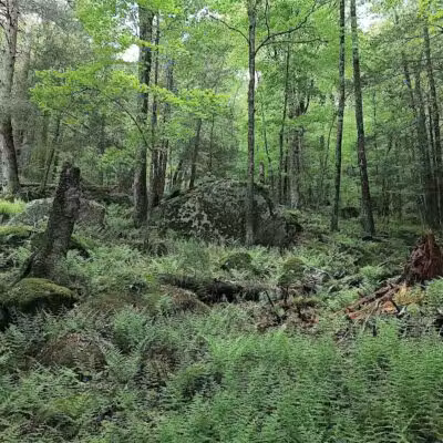 Bigelow Hollow State Park - Union, CT