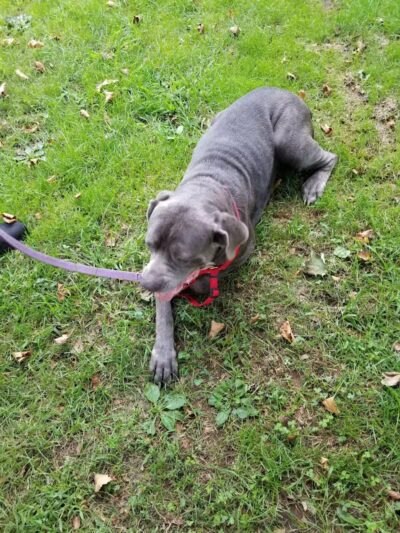 Kawameeh Park - Union, NJ