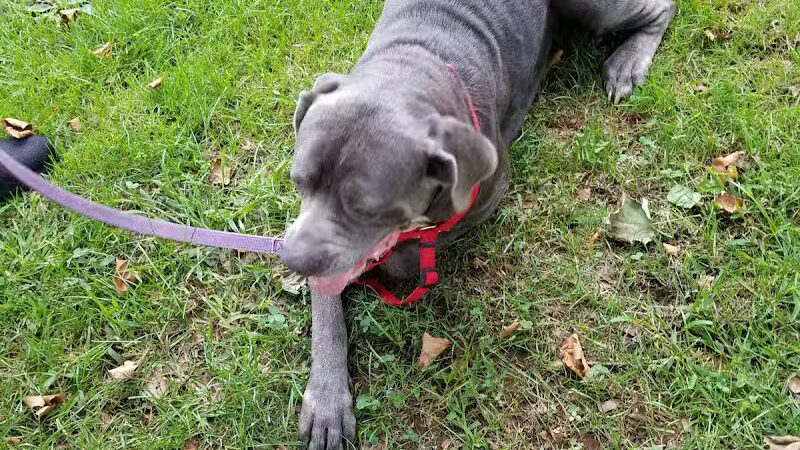 Kawameeh Park - Union, NJ