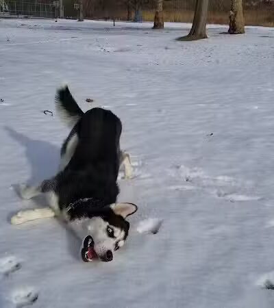 Kawameeh Park - Union, NJ