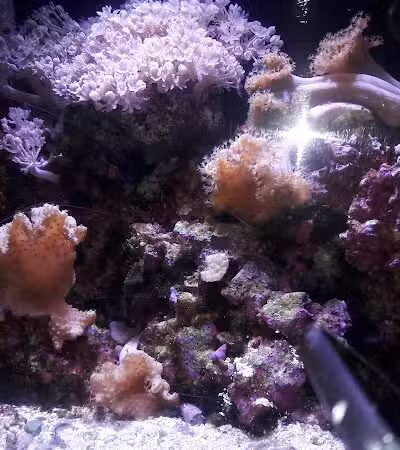 Kawameeh Park - Union, NJ