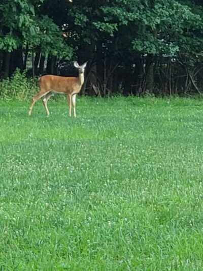 Kennedy Reservation - Union, NJ