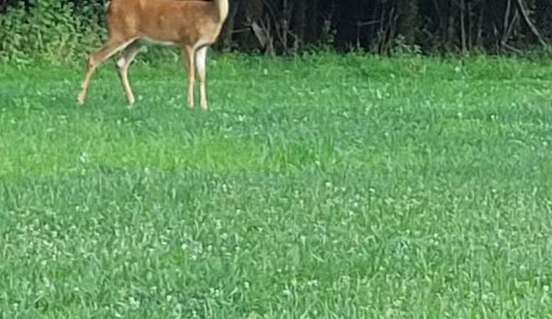 Kennedy Reservation - Union, NJ