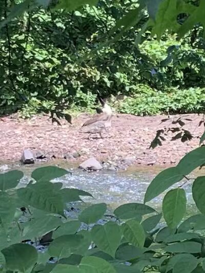 Zimmerman Park - Union, NJ