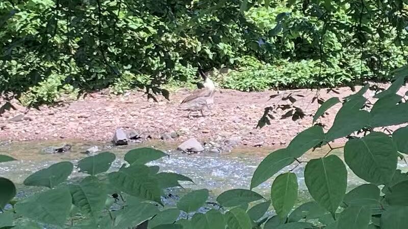 Zimmerman Park - Union, NJ