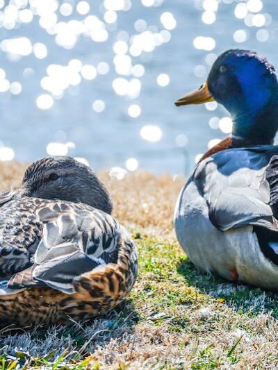 Foster Park - Union, SC