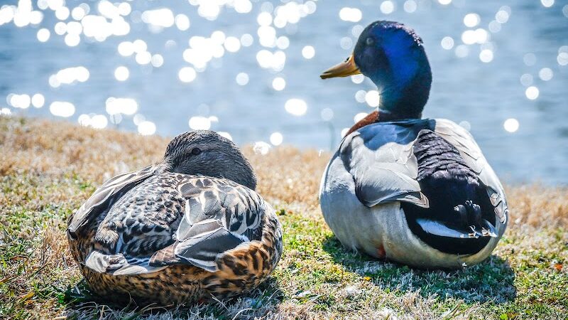 Foster Park - Union, SC