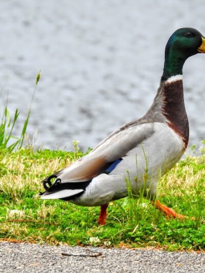 Foster Park - Union, SC