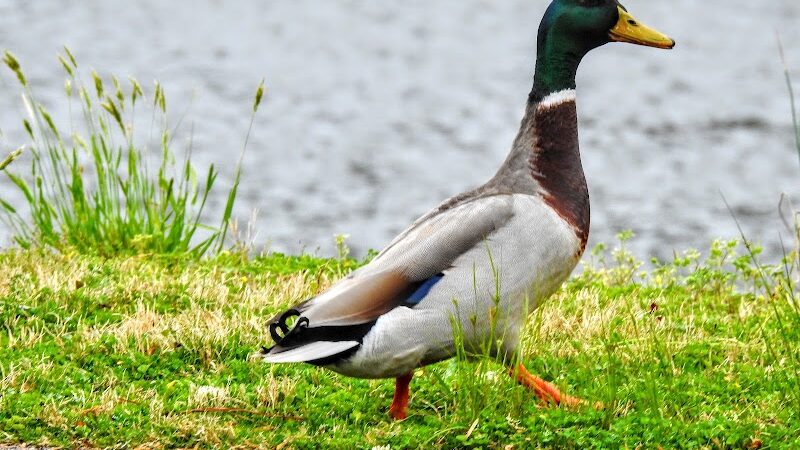 Foster Park - Union, SC