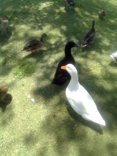 Foster Park - Union, SC