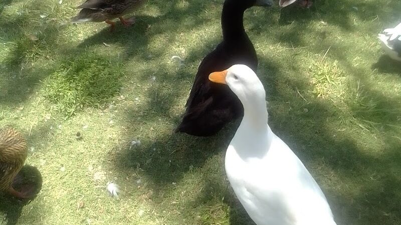 Foster Park - Union, SC