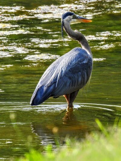 Foster Park - Union, SC