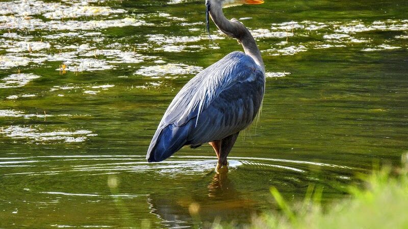Foster Park - Union, SC