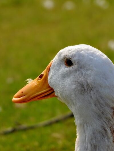 Foster Park - Union, SC