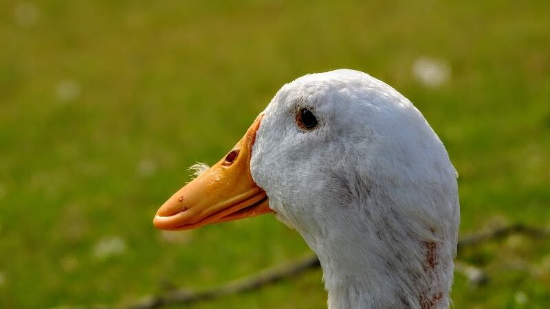 Foster Park - Union, SC