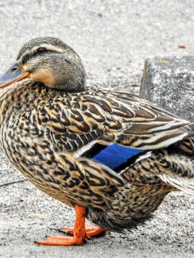 Foster Park - Union, SC