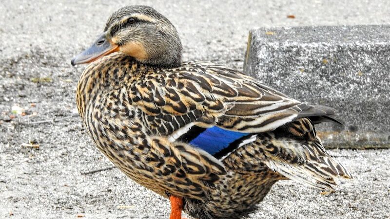 Foster Park - Union, SC