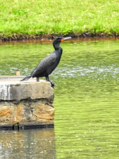 Foster Park - Union, SC