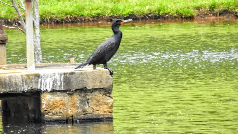 Foster Park - Union, SC