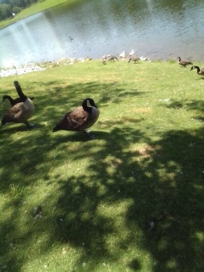 Foster Park - Union, SC