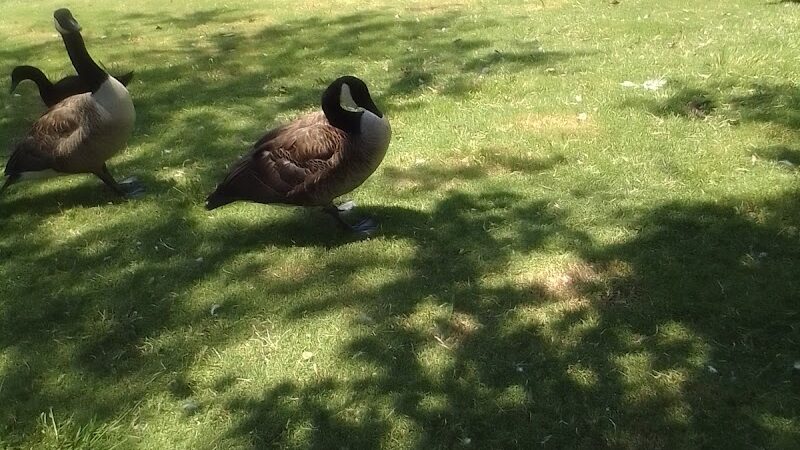 Foster Park - Union, SC