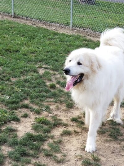Tails on the Trail (Dog Park) - Uniontown, PA