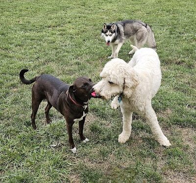 Tails on the Trail (Dog Park) - Uniontown, PA