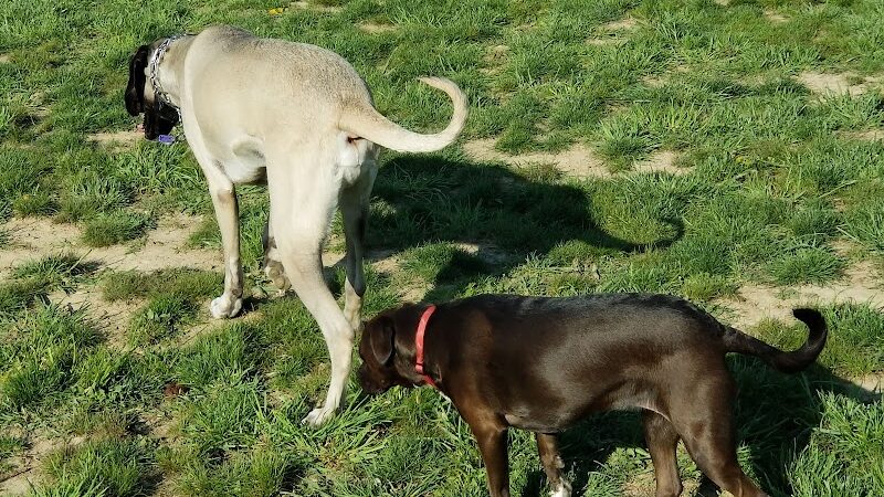 Tails on the Trail (Dog Park) - Uniontown, PA