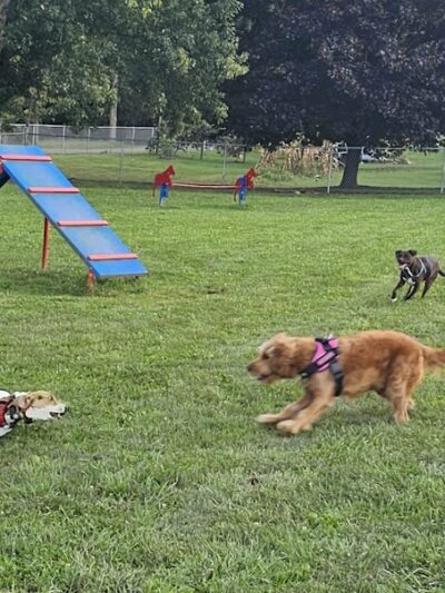 Tails on the Trail (Dog Park) - Uniontown, PA