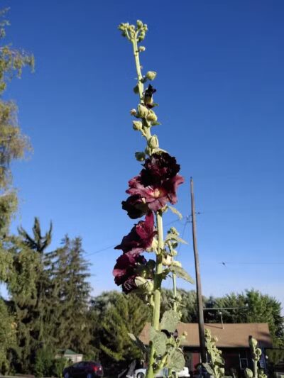 Holzer Park - Uniontown, WA