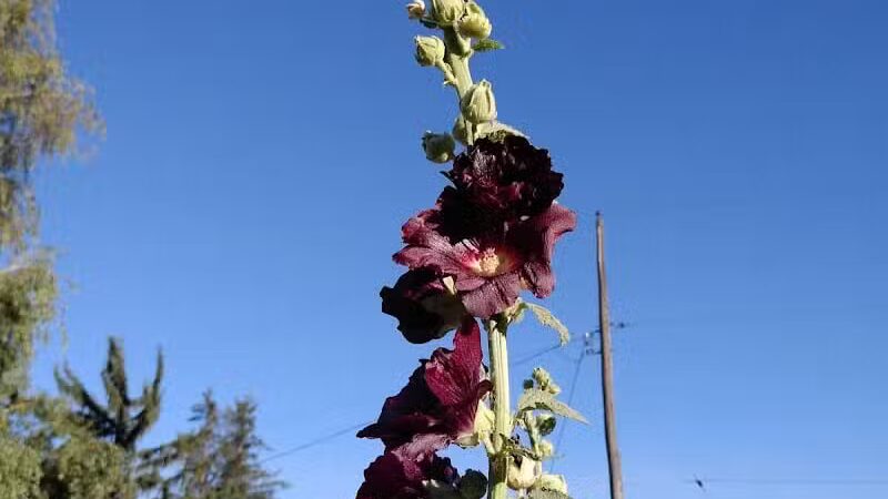 Holzer Park - Uniontown, WA