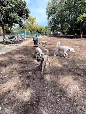 University City Dog Park (Membership Only) - University City, MO