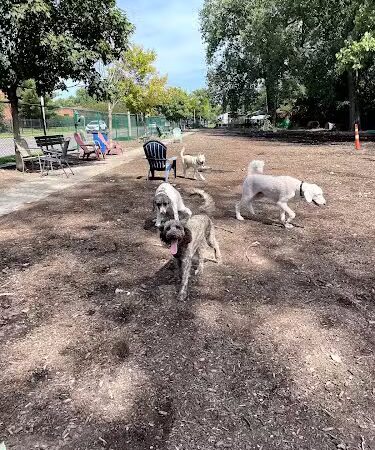 University City Dog Park (Membership Only) - University City, MO