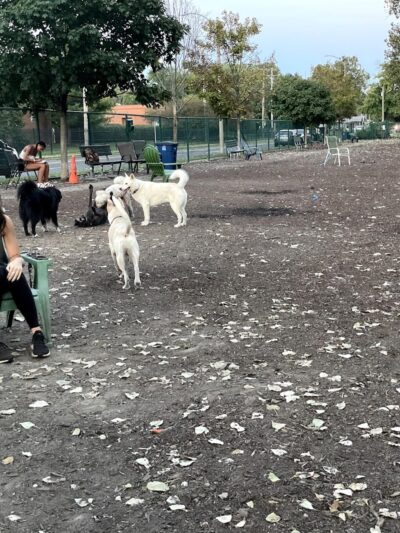 University City Dog Park (Membership Only) - University City, MO