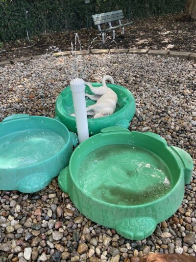 University City Dog Park (Membership Only) - University City, MO