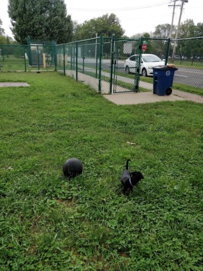 University City Dog Park (Membership Only) - University City, MO