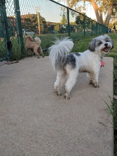 University City Dog Park (Membership Only) - University City, MO