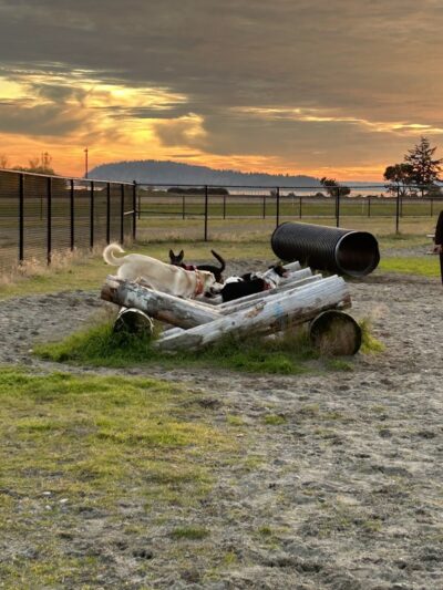 Chambers Bay Off Leash Dog Park - University Place, WA