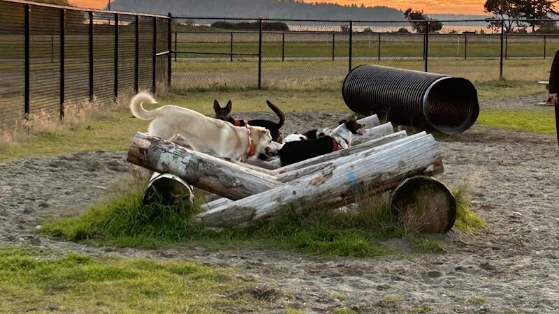 Chambers Bay Off Leash Dog Park - University Place, WA