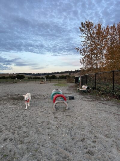 Chambers Bay Off Leash Dog Park - University Place, WA