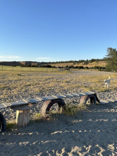Chambers Bay Off Leash Dog Park - University Place, WA