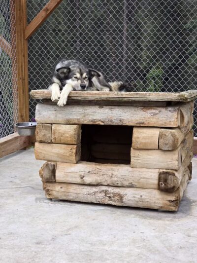 Denali National Park and Preserve - US, AK