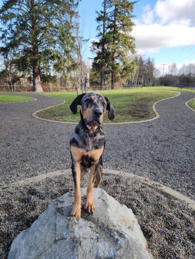 Vance Creek Dog Park - US, WA